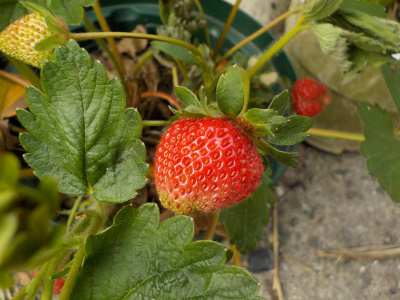 四季成りのらくなりイチゴ