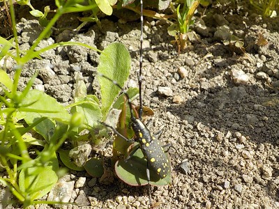 イチジクにいたキボシカミキリ