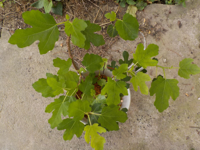 挿し木のイチジクが成長中