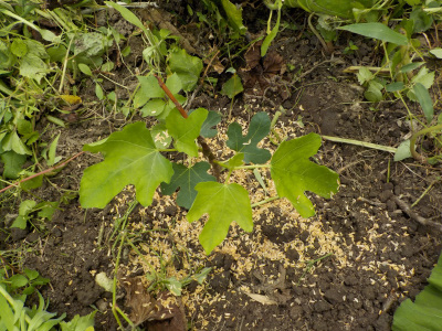 挿し木のイチジクを地植えに