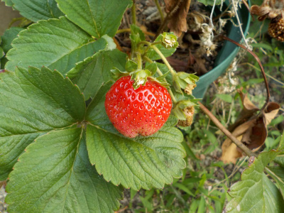 四季成りのらくなりイチゴ