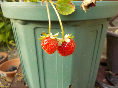 四季成りのらくなりイチゴ。Strawberries ripening in autumn