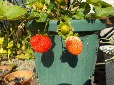 11月の四季成りのらくなりイチゴ。Strawberries ripening in autumn