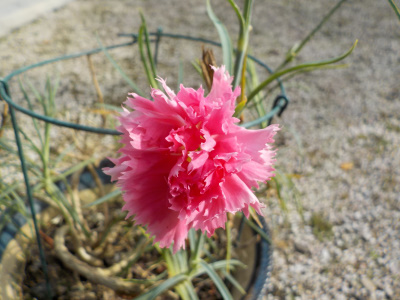 カーネーションが開花