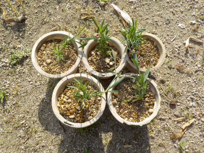 ボロボロの鉢に植えられたカーネーションのマミーキッス