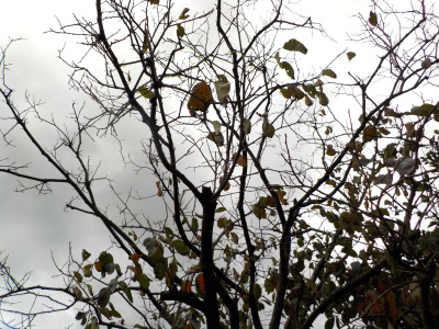 今年も柿が不作でした。