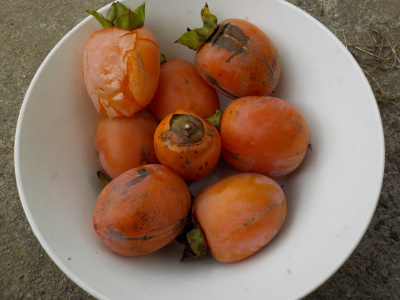 今年も柿が不作でした。