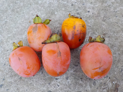 冷凍渋柿が美味しかったです。