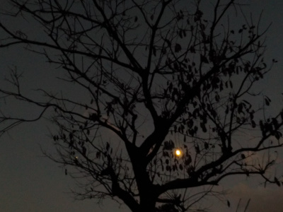 柿の収獲と剪定をしました。