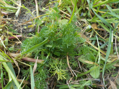 実生のカモミール　おのればい