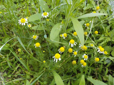 センチュウ対策にカモミール