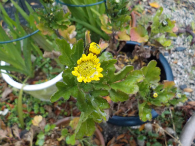 挿し木した冬の菊