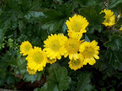 挿し木した冬の菊