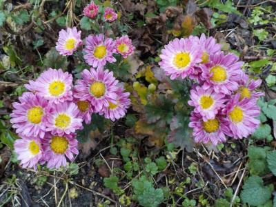 挿し木した冬の菊