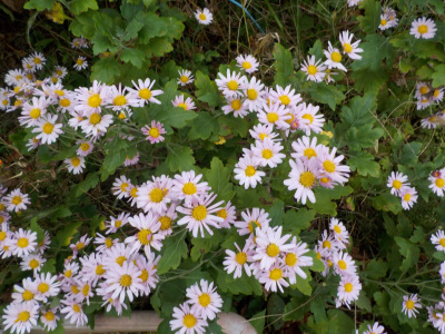 放置状態の菊。