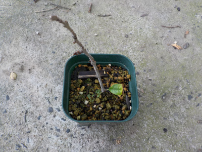 キンモクセイの苗が枯れる