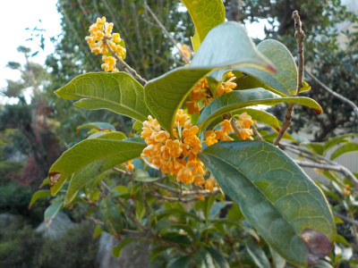 金木犀がいい匂いでした。