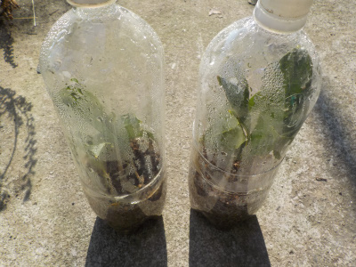 ペットボトルを使ってキンモクセイを挿し木しました。密閉刺し。