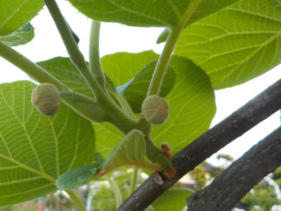 キウイにツボミが出来ました。