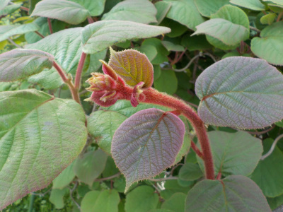 実生のキウイはまだツボミが出来ていません。