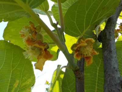 キウイの花そろそろ終わり。