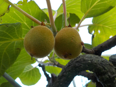 実受粉のはずのキウイの実