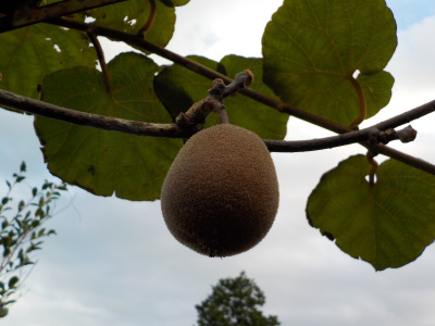 キウイはもうちょっとしたら収獲です。