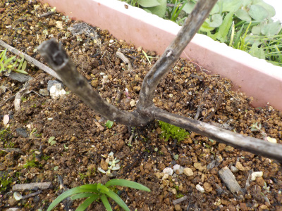 我が家のコリウス絶滅 Coleus did not germinate.