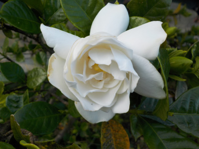 クチナシの花が開花