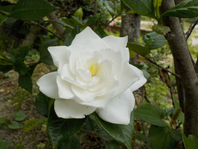 クチナシの花が開花