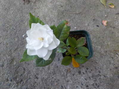 小さな木でクチナシの花が開花