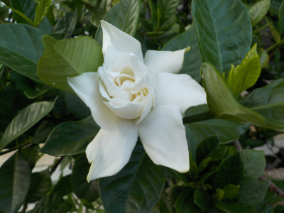 秋のクチナシが咲きました。Gardenia blooming in autumn
