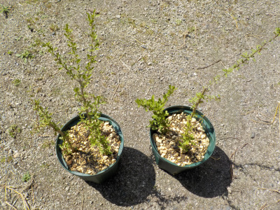 クコの鉢をサイズアップ