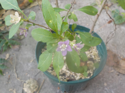 クコの花は小さくて地味