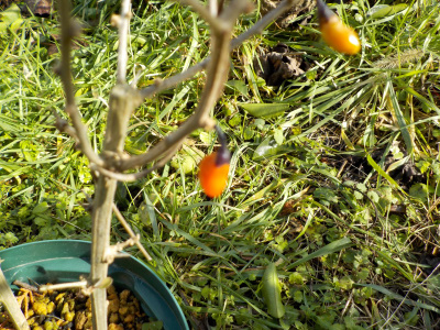 クコの実が2つありました。