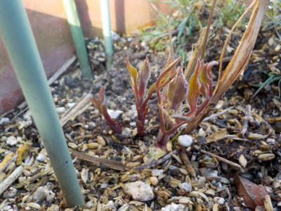 春になったのでクレマチスが発芽