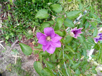 クレマチスの色が変化