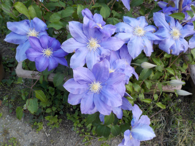 クレマチスは目を引くでも鉄線ではない。