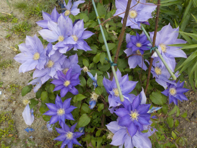 母の日のプレゼントのクレマチスのその後。