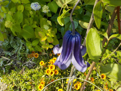 巨大な篭口の花。