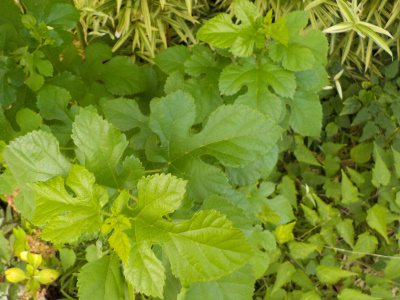 庭に勝手に桑の木が生えていました。きっと実生