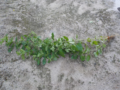 庭に勝手に桑の木が生えていました。きっと実生