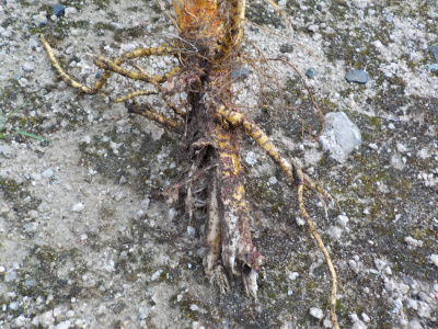 庭に勝手に桑の木が生えていました。きっと実生