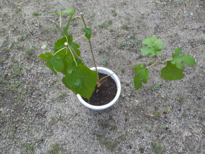 庭に勝手に桑の木が生えていました。きっと実生