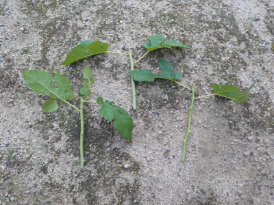 庭に勝手に桑の木が生えていました。きっと実生