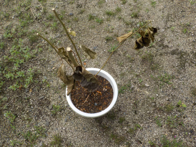 枯れそうな桑の木