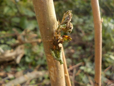 桑の葉が出たけど萎れました。