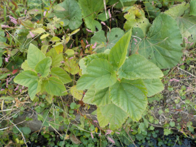 雑草の中で桑の木を発見しました。Mulberry growing among weeds