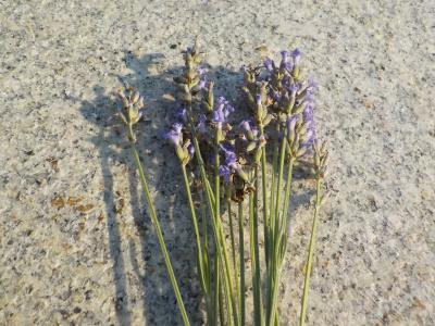 ラベンダーの収穫