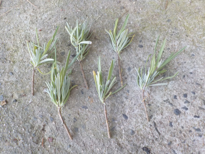 ラベンダーの挿し穂